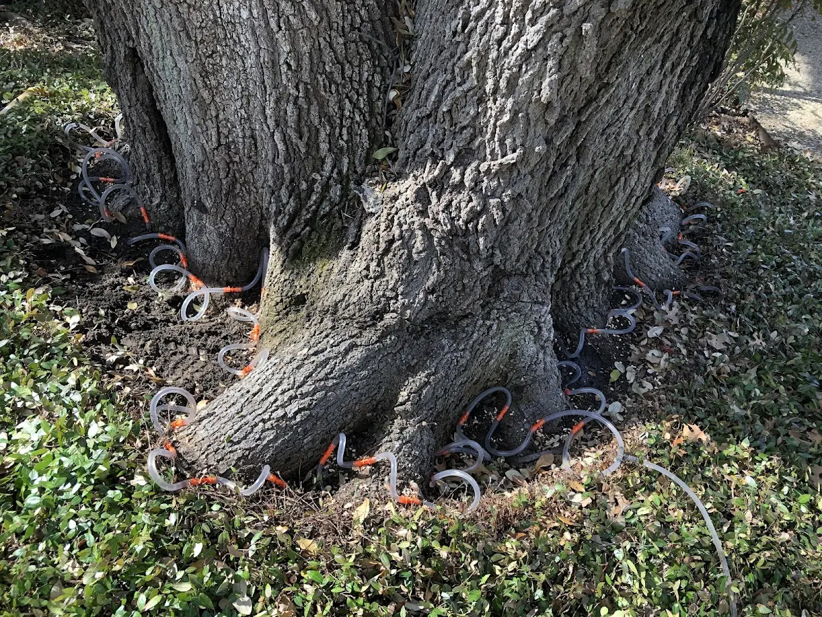 Detailed Tree Cabling and Bracing job site in Fawn Grove