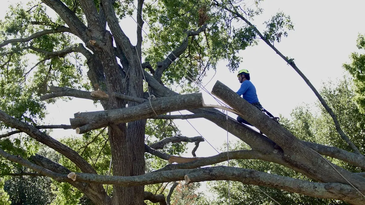 Professional Crown Thinning performed by certified arborists in Fawn Grove