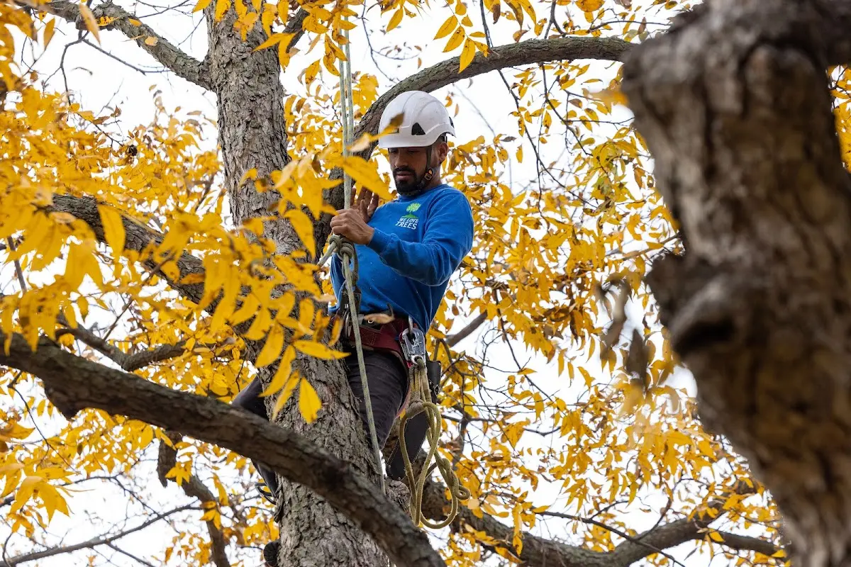 Skilled Tree Planing crew working in Fawn Grove
