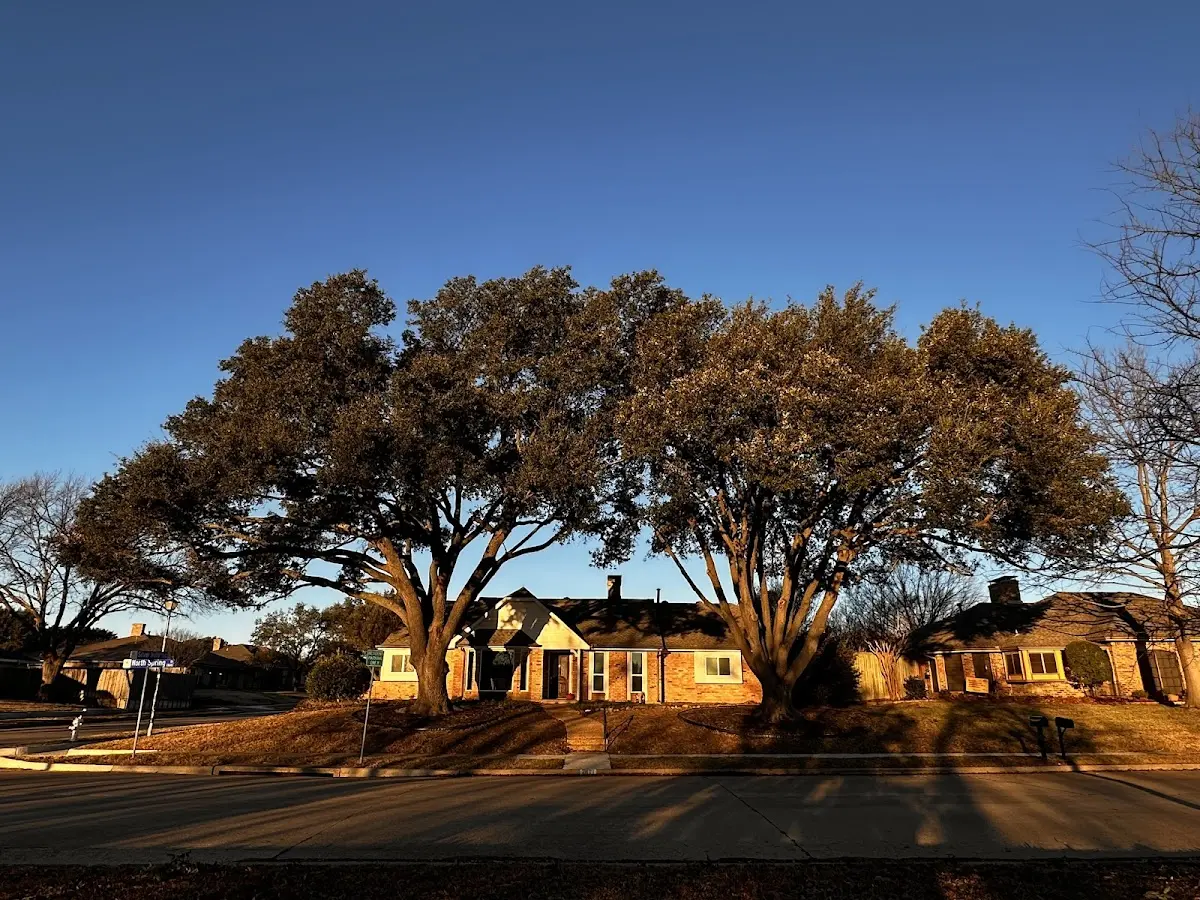 Established residential canopy tree shading a home in Fawn Grove